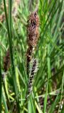 Carex cespitosa