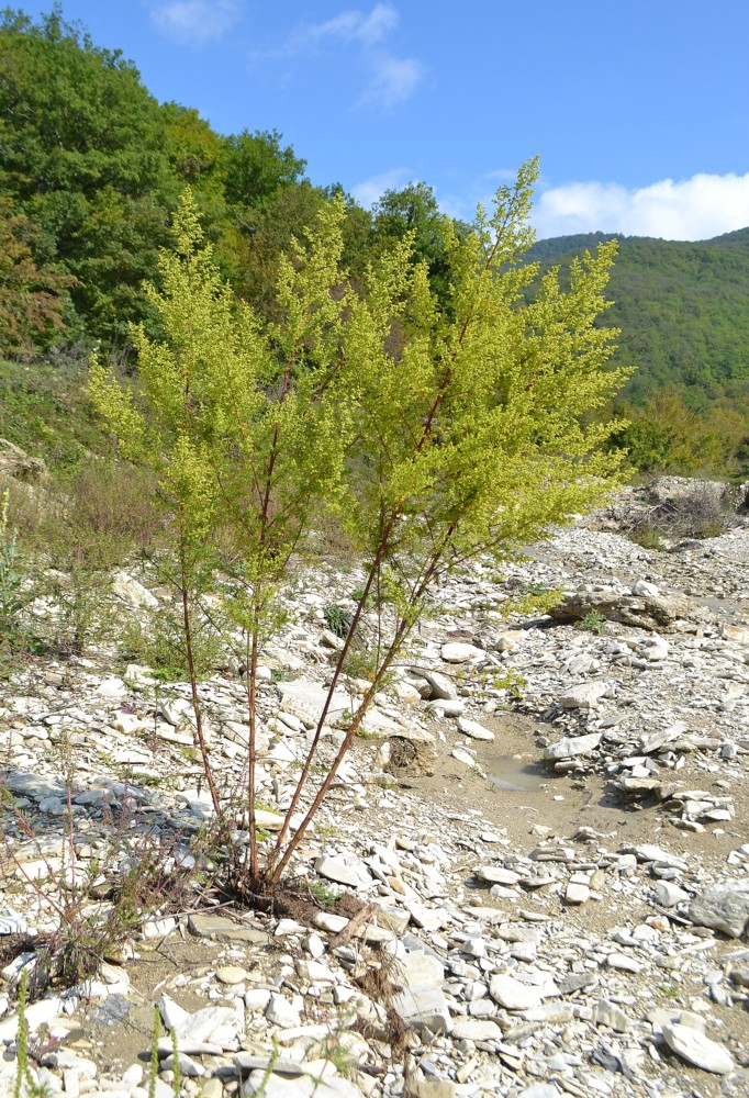 Изображение особи Artemisia annua.