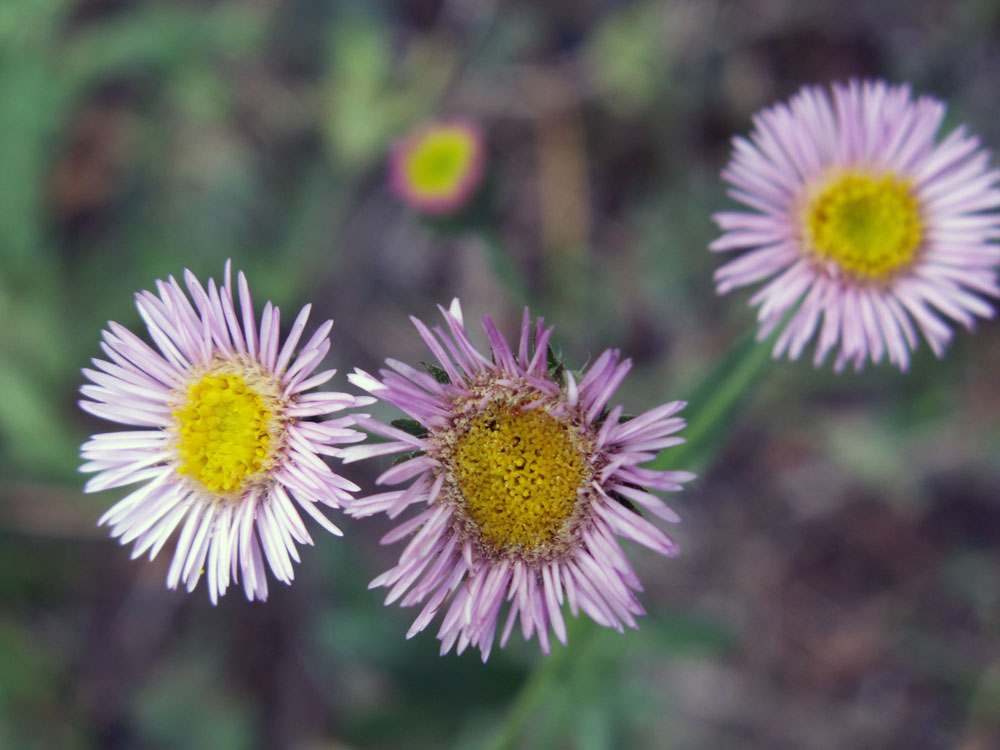 Изображение особи Erigeron pseudoseravschanicus.