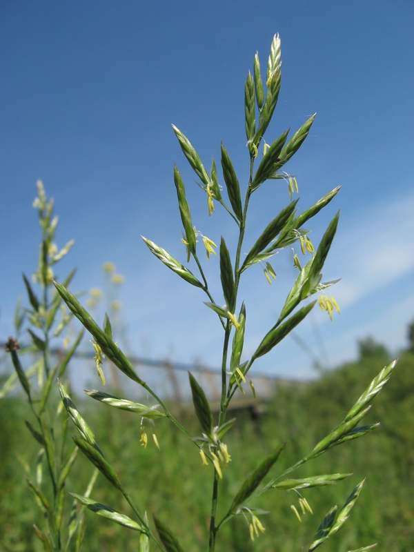 Изображение особи Festuca pratensis.