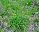 genus Carex. Цветущее растение. Нагорный Карабах, Мартунинский р-н, окр. дер. Ннги. 07.05.2013.