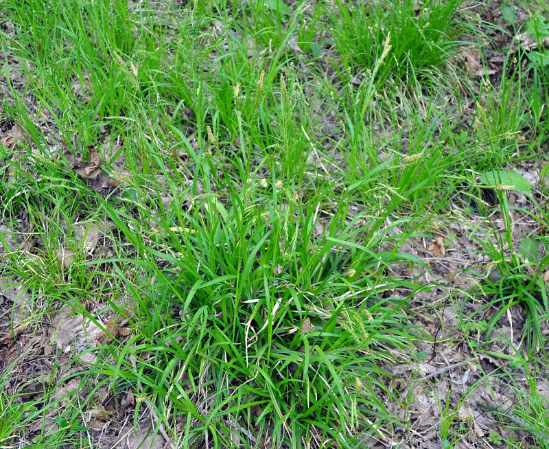 Image of genus Carex specimen.