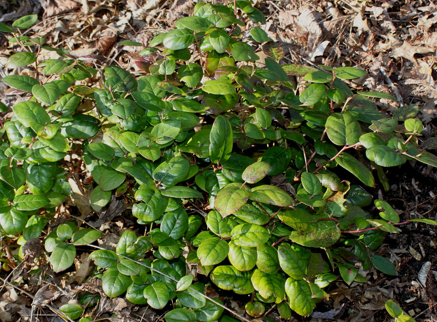 Image of Gaultheria shallon specimen.