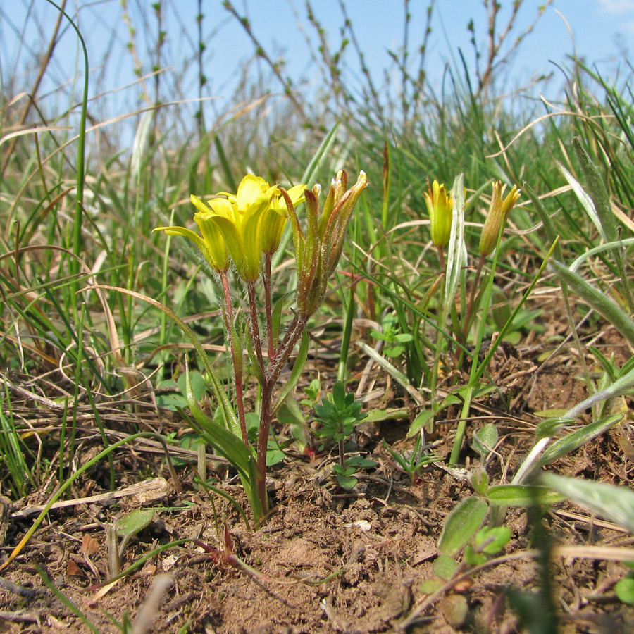 Image of Gagea bohemica specimen.