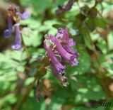 Corydalis solida