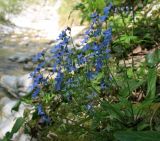 Omphalodes cappadocica