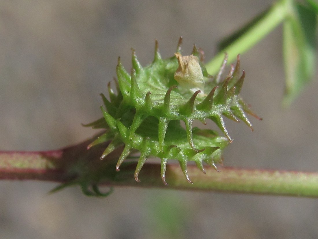 Изображение особи Medicago denticulata.