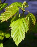 Acer tataricum. Молодые листья и нераспустившееся соцветие. Подмосковье, г. Одинцово, придомовые посадки. Май 2014 г.