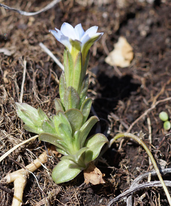 Изображение особи Gentiana aquatica.