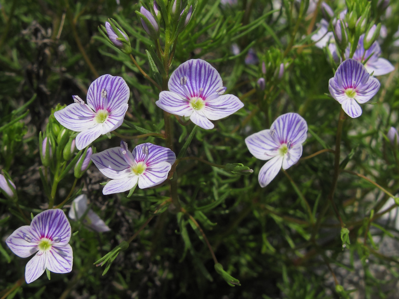 Изображение особи Veronica filifolia.