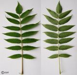 Sorbaria sorbifolia