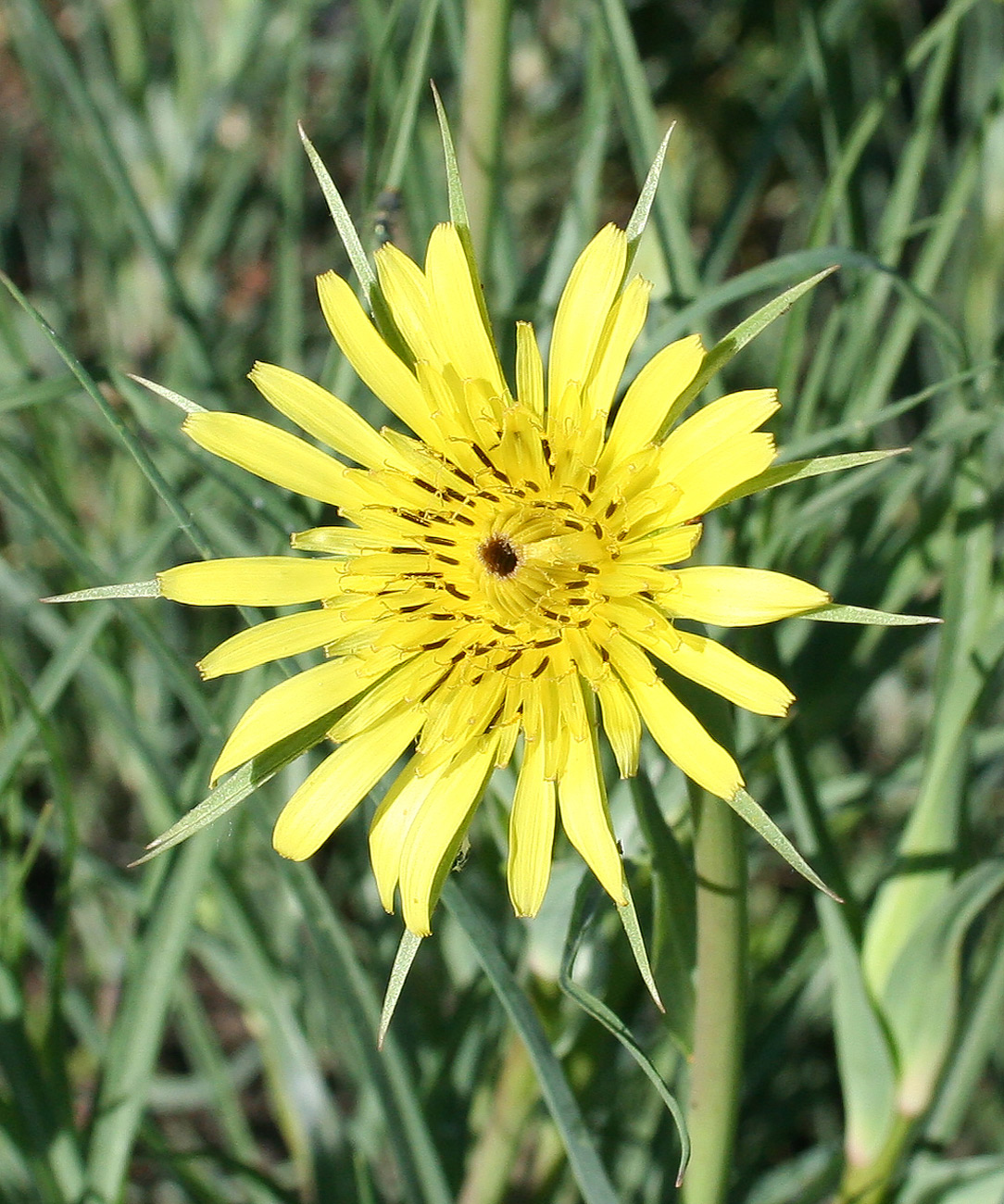 Изображение особи Tragopogon capitatus.