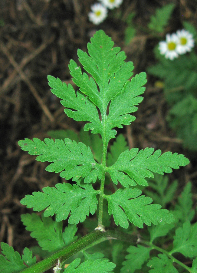 Image of Pyrethrum parthenifolium specimen.