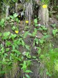 genus Hieracium