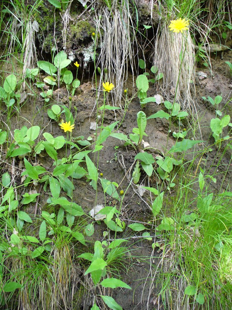 Изображение особи род Hieracium.