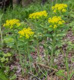 Euphorbia pilosa