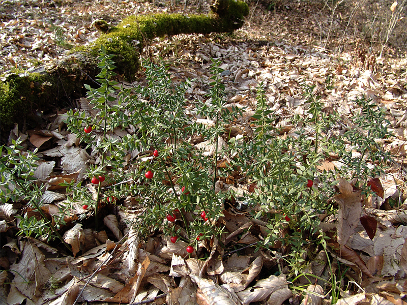 Image of Ruscus aculeatus specimen.