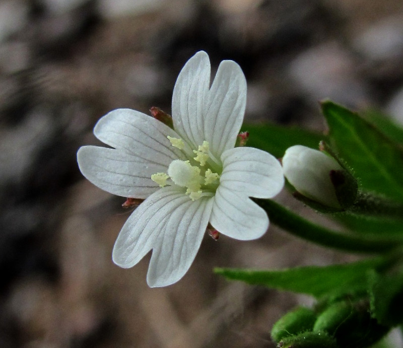 Изображение особи Epilobium pseudorubescens.