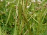Agrostis gigantea