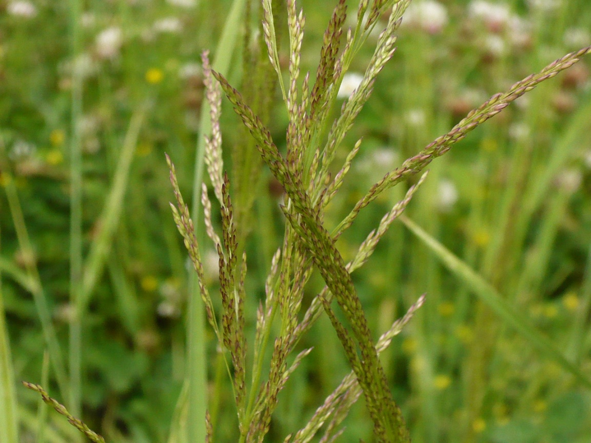 Изображение особи Agrostis gigantea.