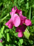 Lathyrus tuberosus. Цветки. Ярославль, Петропавловский парк, обочина аллеи. 06.07.2014.