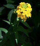 Erysimum aureum. Верхушка цветущего растения. Адыгея, Лагонаки, Глубокая балка, 1420 м н.у.м. 12.07.2014.