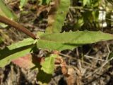 Picris hieracioides