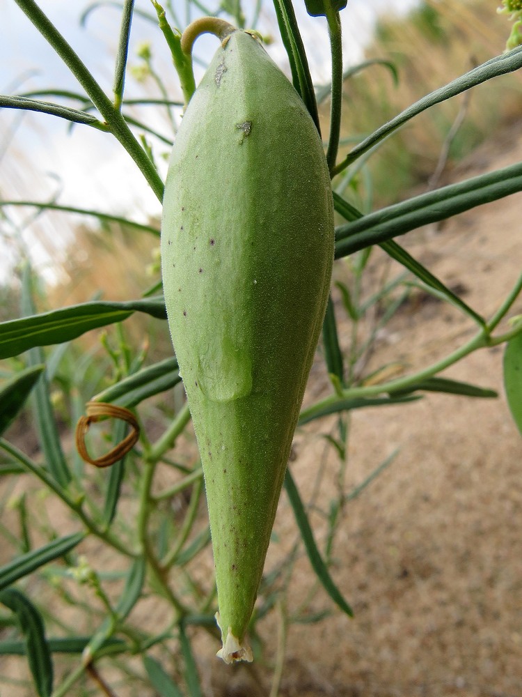 Изображение особи Vincetoxicum sibiricum.