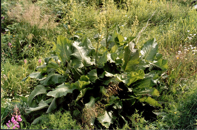 Image of Rumex confertus specimen.