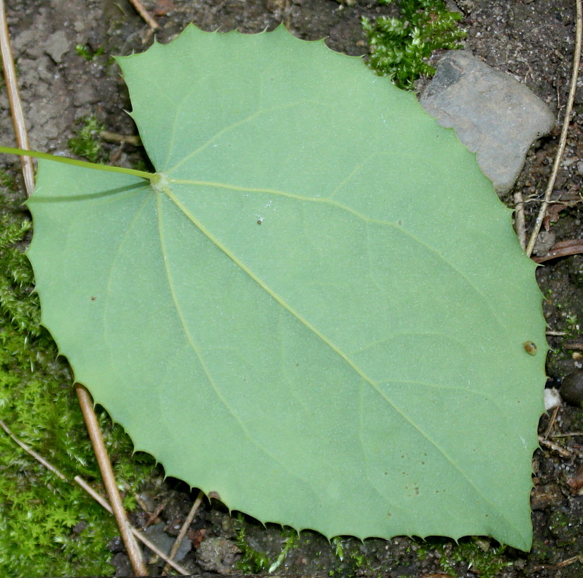 Изображение особи Epimedium stellulatum.