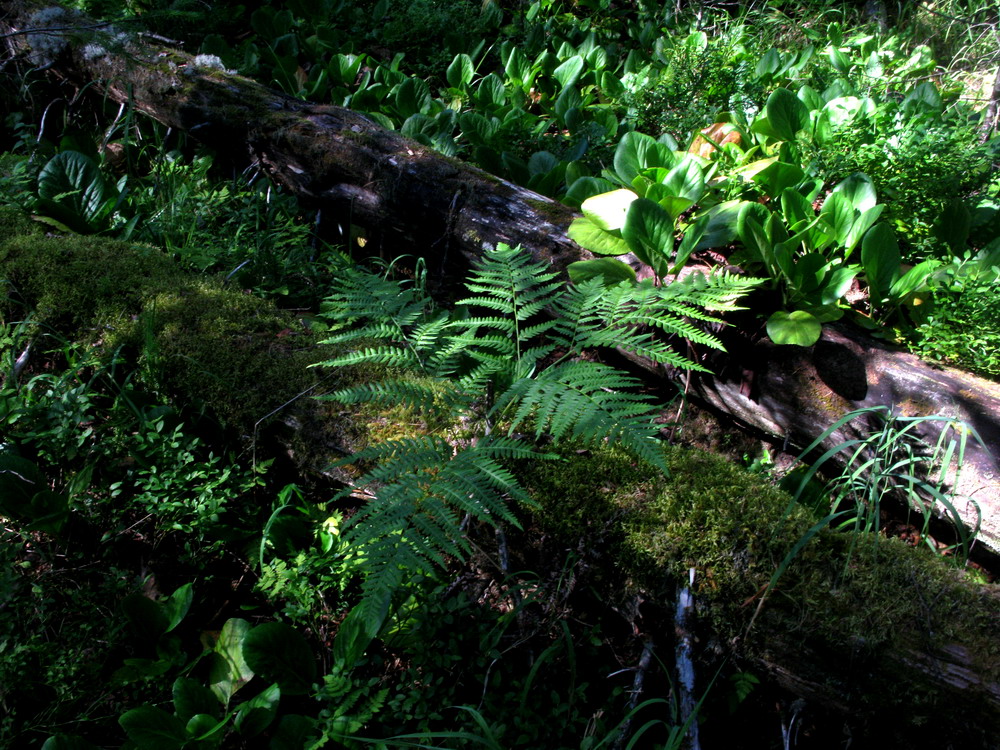 Изображение особи Pteridium pinetorum ssp. sibiricum.