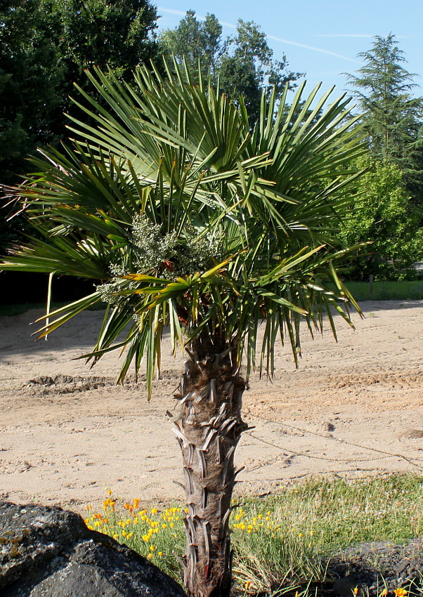 Изображение особи Trachycarpus fortunei.