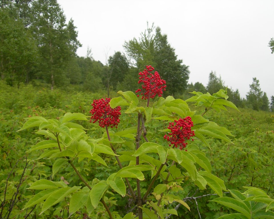 Изображение особи Sambucus miquelii.