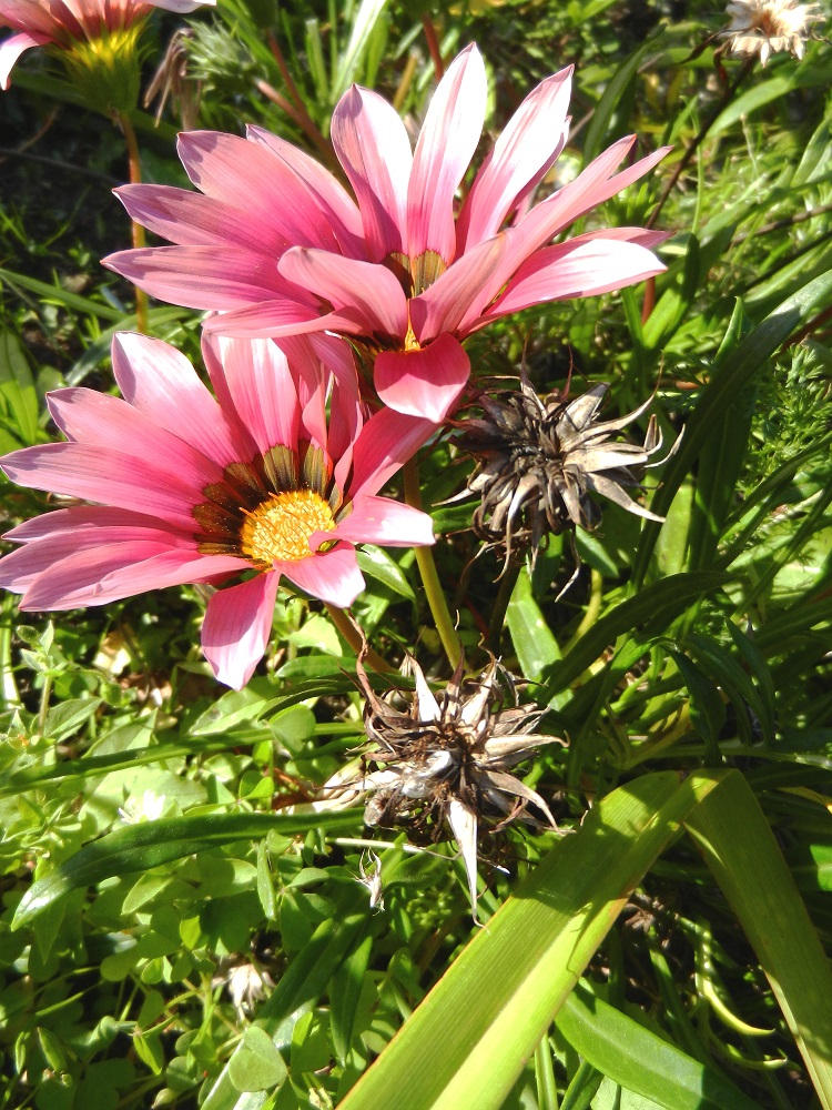 Image of Gazania rigens specimen.