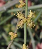 Ephedra foeminea