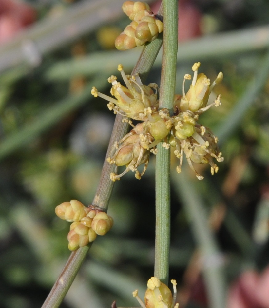 Изображение особи Ephedra foeminea.