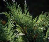 Juniperus scopulorum. Ветвь. Московская обл., Раменский р-н, окр. дер. Хрипань, садовый участок. 15.09.2014.