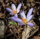 Crocus speciosus