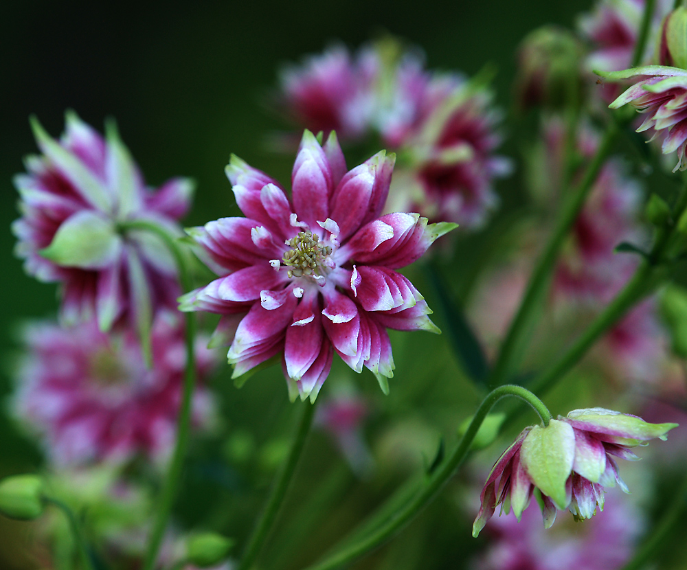 Image of Aquilegia vulgaris var. stellata specimen.