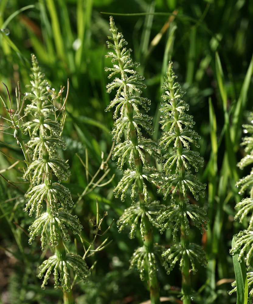 Image of Equisetum sylvaticum specimen.