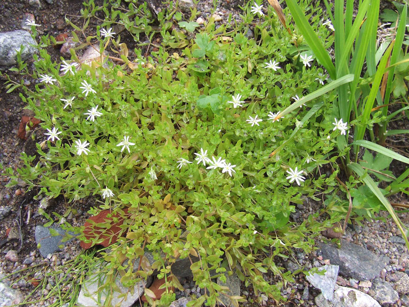 Изображение особи Stellaria crassifolia.