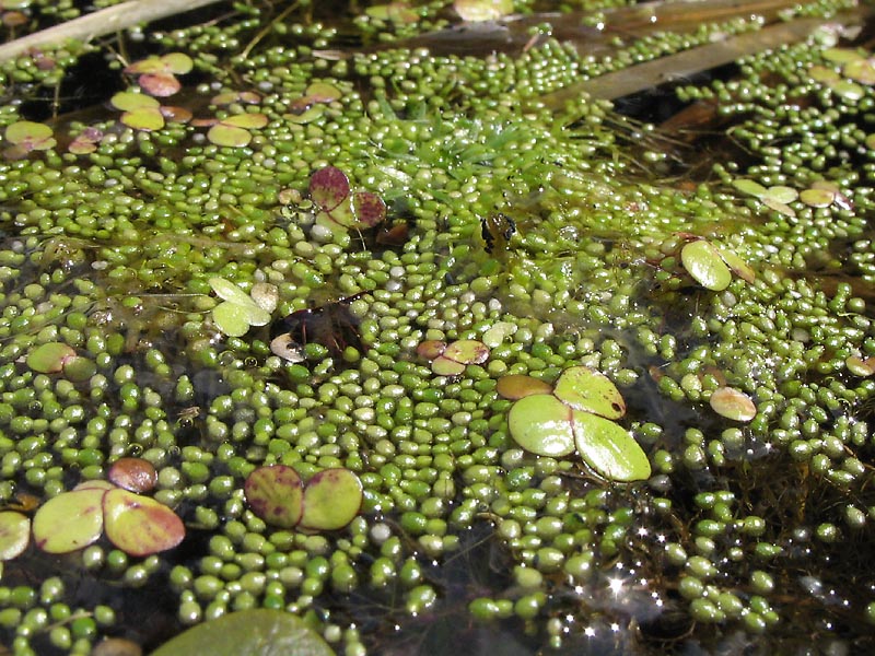 Image of Wolffia arrhiza specimen.