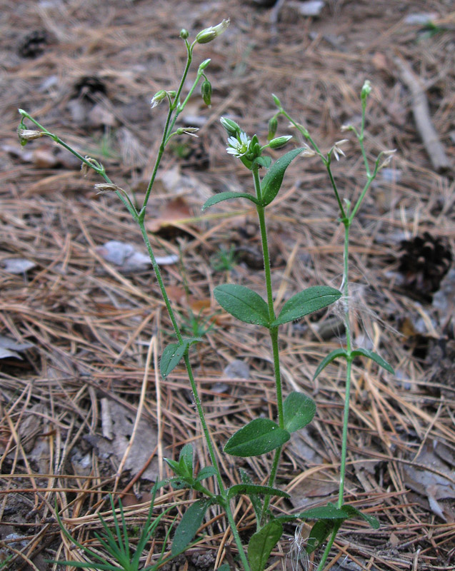 Image of Cerastium holosteoides specimen.