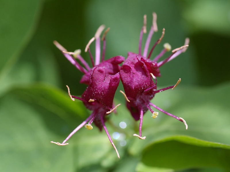 Image of Lonicera chamissoi specimen.