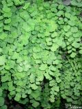 Adiantum capillus-veneris