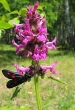 Betonica officinalis