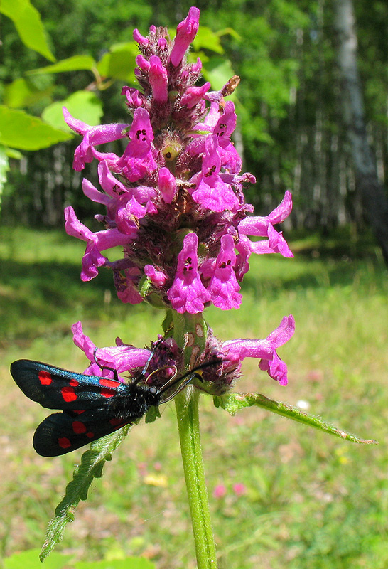 Image of Betonica officinalis specimen.