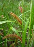 Carex rhynchophysa. Верхушка побега с соплодиями. Архангельская обл., Вельский р-н, край лесной дороги. 30 июля 2009 г.