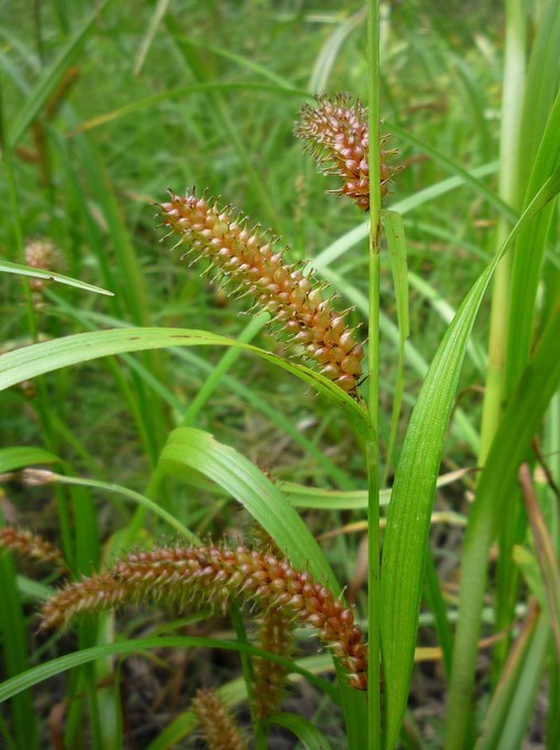 Image of Carex rhynchophysa specimen.