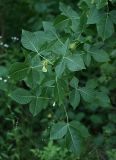 Ptelea trifoliata. Ветвь с плодами. Белгородская обл., пос. Борисовка, дендрарий заповедника. 28.06.2009.